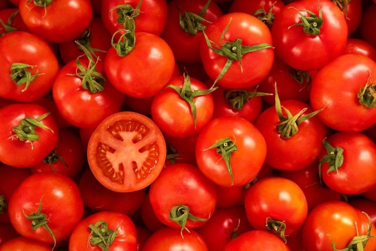 Ripe Mediterranean tomatoes at harvest, one cut open to show the flesh